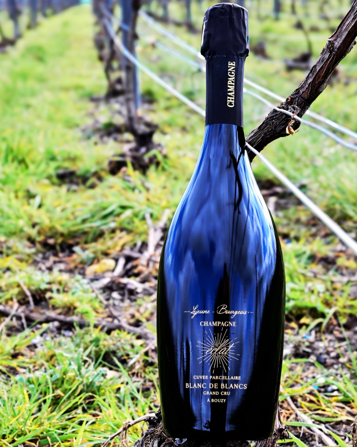 Cuvée Oracle