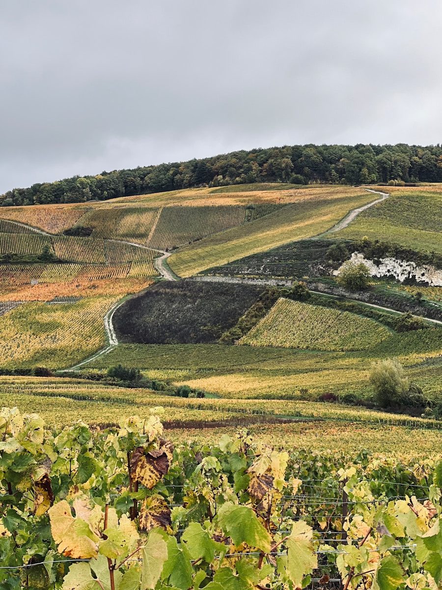 Vignoble de Bouzy